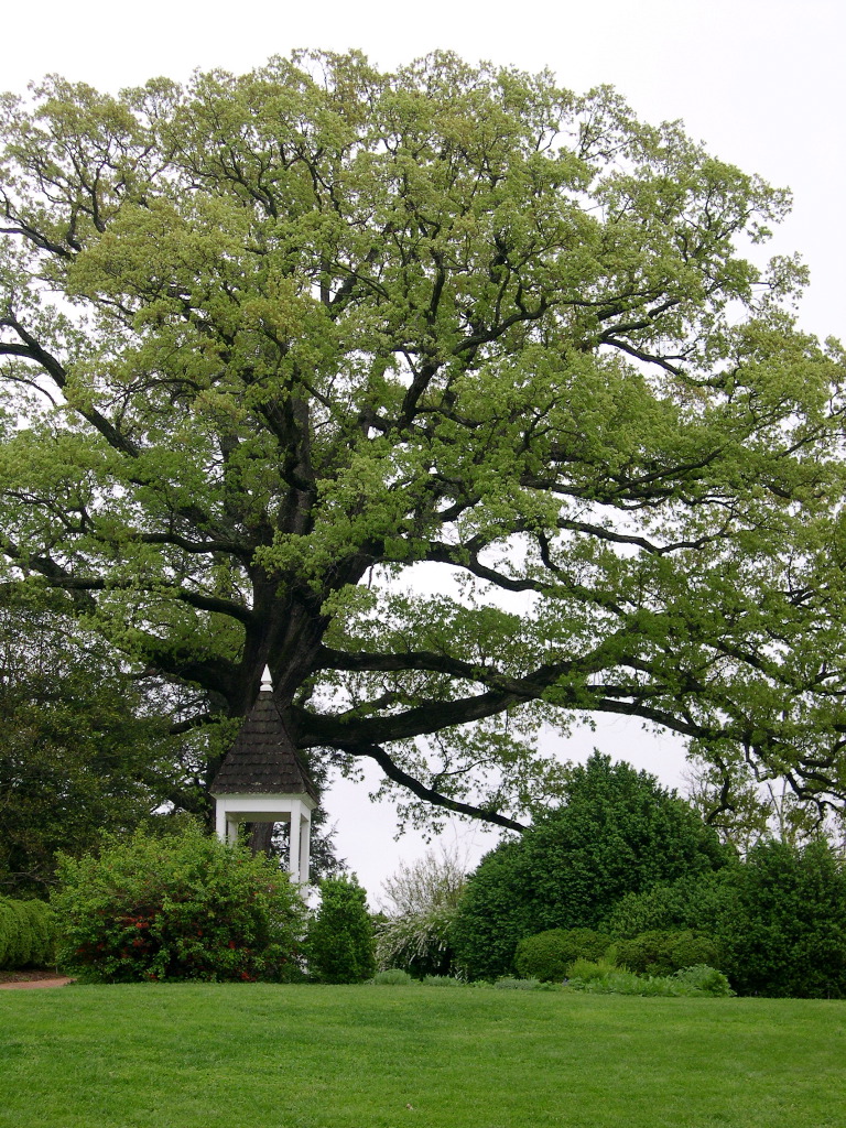 Ash Tree: Pictures, Images, Facts on Ash Trees