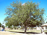 Walnut Tree Species, Large Black Walnut Tree