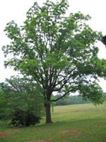 Walnut Tree, Young Black Walnut Tree Photo