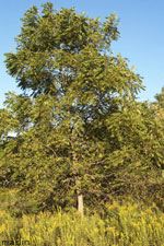 Black Walnut Tree Picture