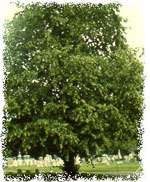 catalpa tree picture