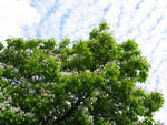 catalpa tree picture