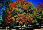 Ash Tree, Picture of Ash Tree Changing Colors in the Fall