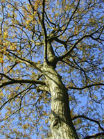 Walnut Tree Photo, Common Walnut Tree