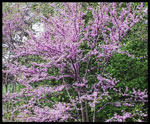redbud tree picture