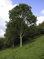 European Ash, Photo of European Ash Tree