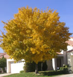 Ash Tree, Beautiful Ash Tree with Yellow Leaves
