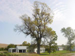Green Ash Tree, Picture of Green Ash