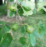 Walnuts, Green Walnut Fruit