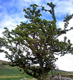hawthorn picture