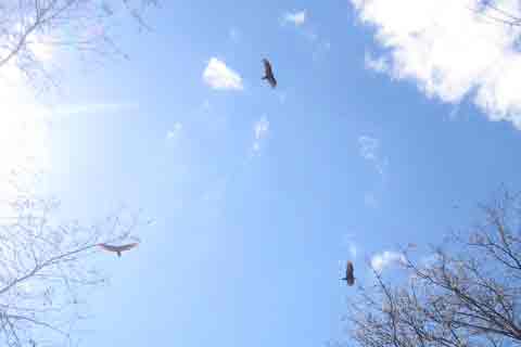 Turkey Vultures Circling Above the Trees
