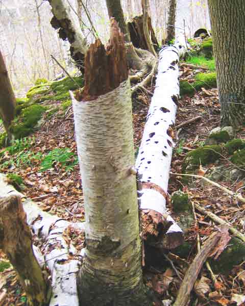 Birch Tree Decay