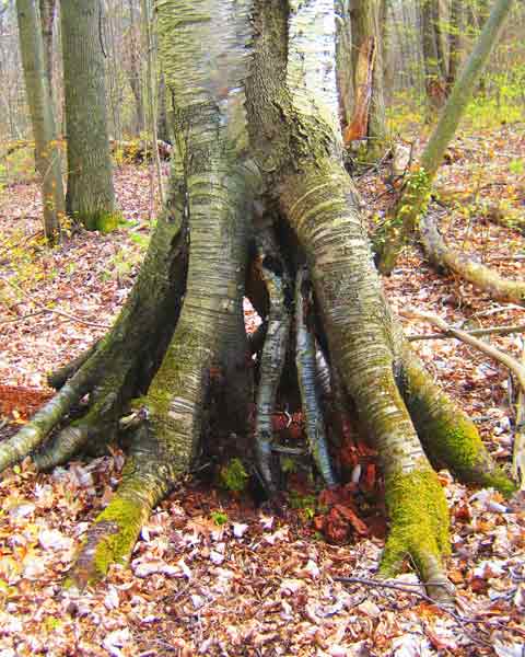 Birch Tree Roots