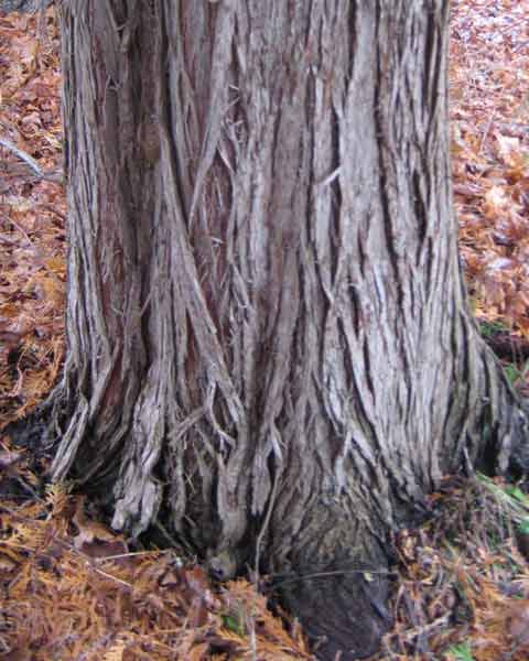 Cedar Tree Bark, Picture of Cedar Bark