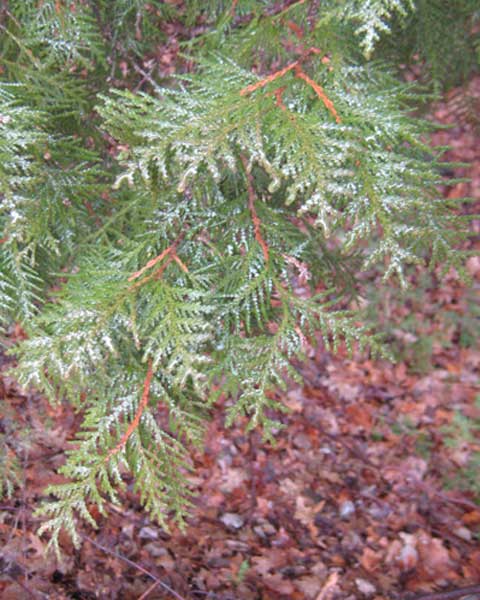 Cedar Tree Leaves, Picture of Cedar Tree Leafs