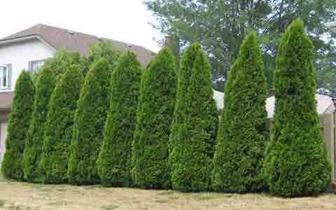 Cedar Tree Picture, Picture of a row of Cedar Trees as a Privacy Hedge 
