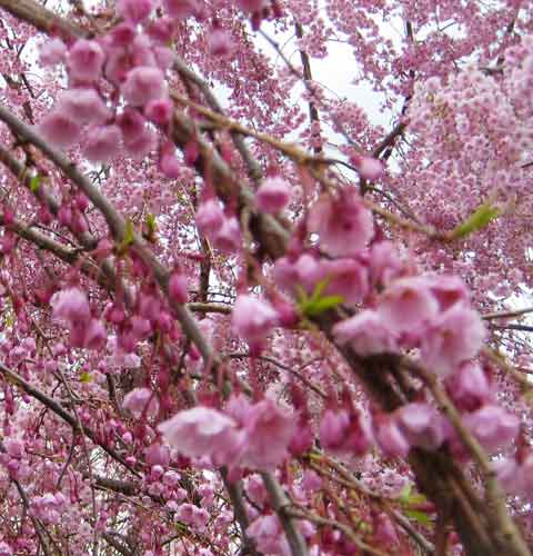 Cherry Tree Blossom Picture