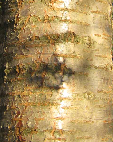 Cherry Tree Bark Picture