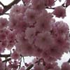 Cherry Tree Blossom