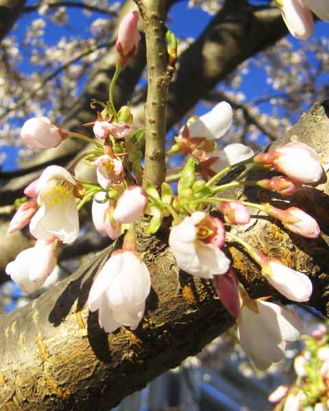 Picture of Cherry Tree Buds