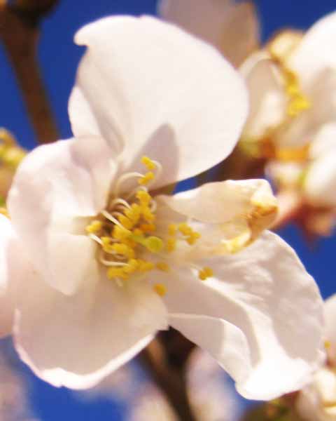 Picture of Cherry Tree Flower
