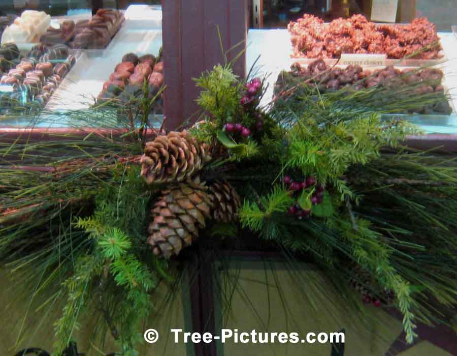 Pine Tree Christmas Decorations for the Festive Season | Christmas Trees at Tree-Pictures.com