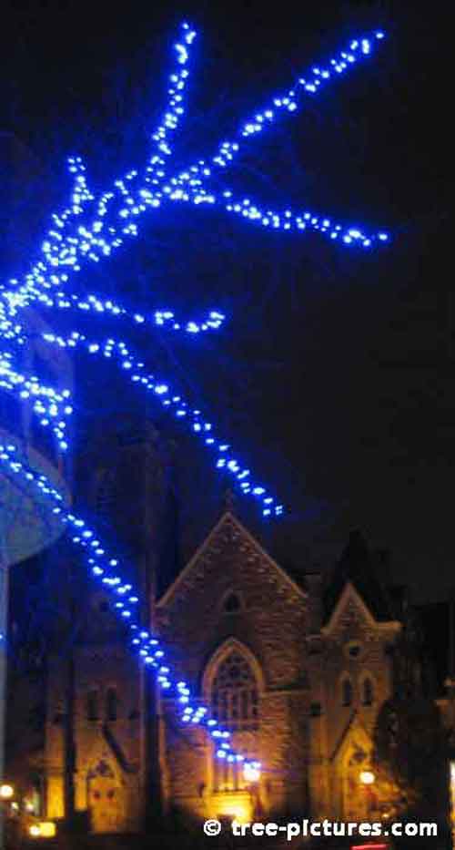 Impressive Christmas Tree Picture, Blue Tree Lights with Church in Background