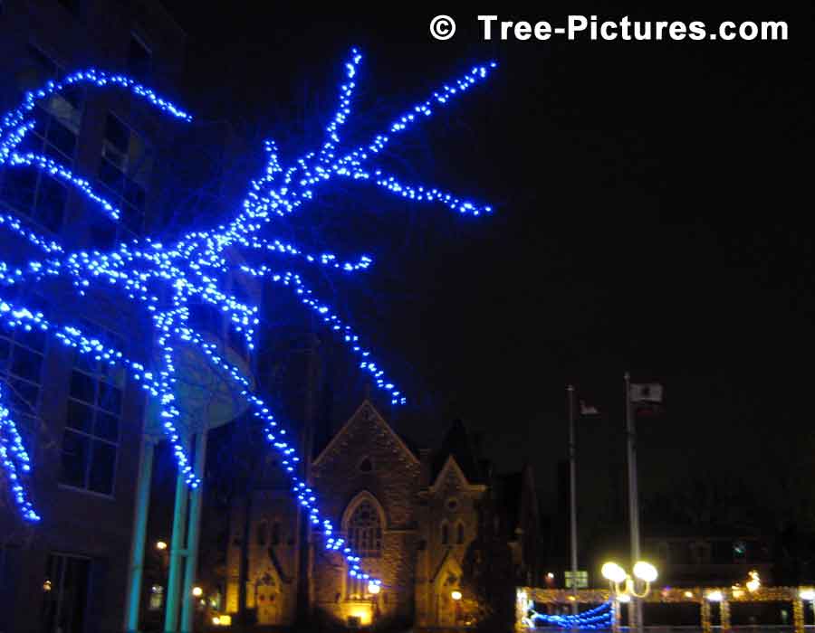 Christmas Picture: Blue Lights Decorating the Trees With Church In Background | Xmas Trees at Tree-Pictures.com