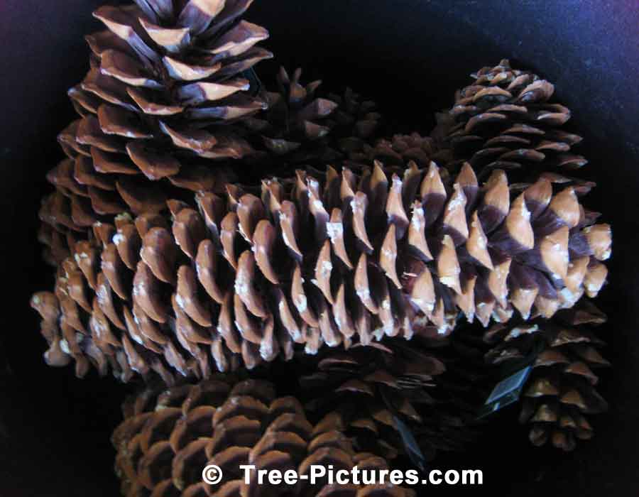 Pine Cone Decorations: Large 12 inch long Sugar Pine Cones for Decorating | Christmas Trees at Tree-Pictures.com