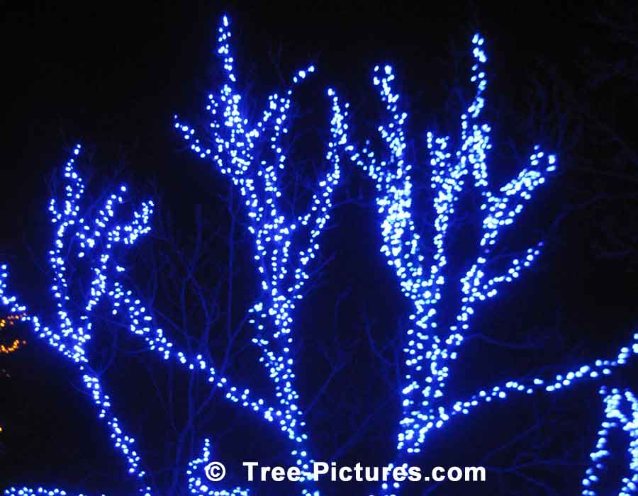 Christmas Trees: Xmas LED Blue Lights | Xmas Trees at Tree-Pictures.com
