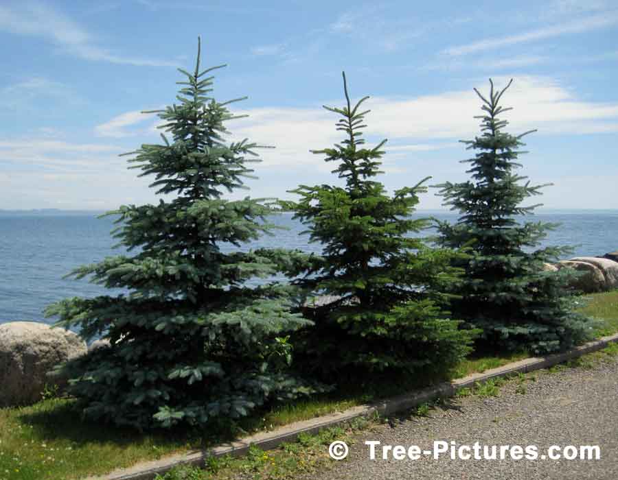 Three Little Christmas Trees All In A Row | Xmas Trees at Tree-Pictures.com