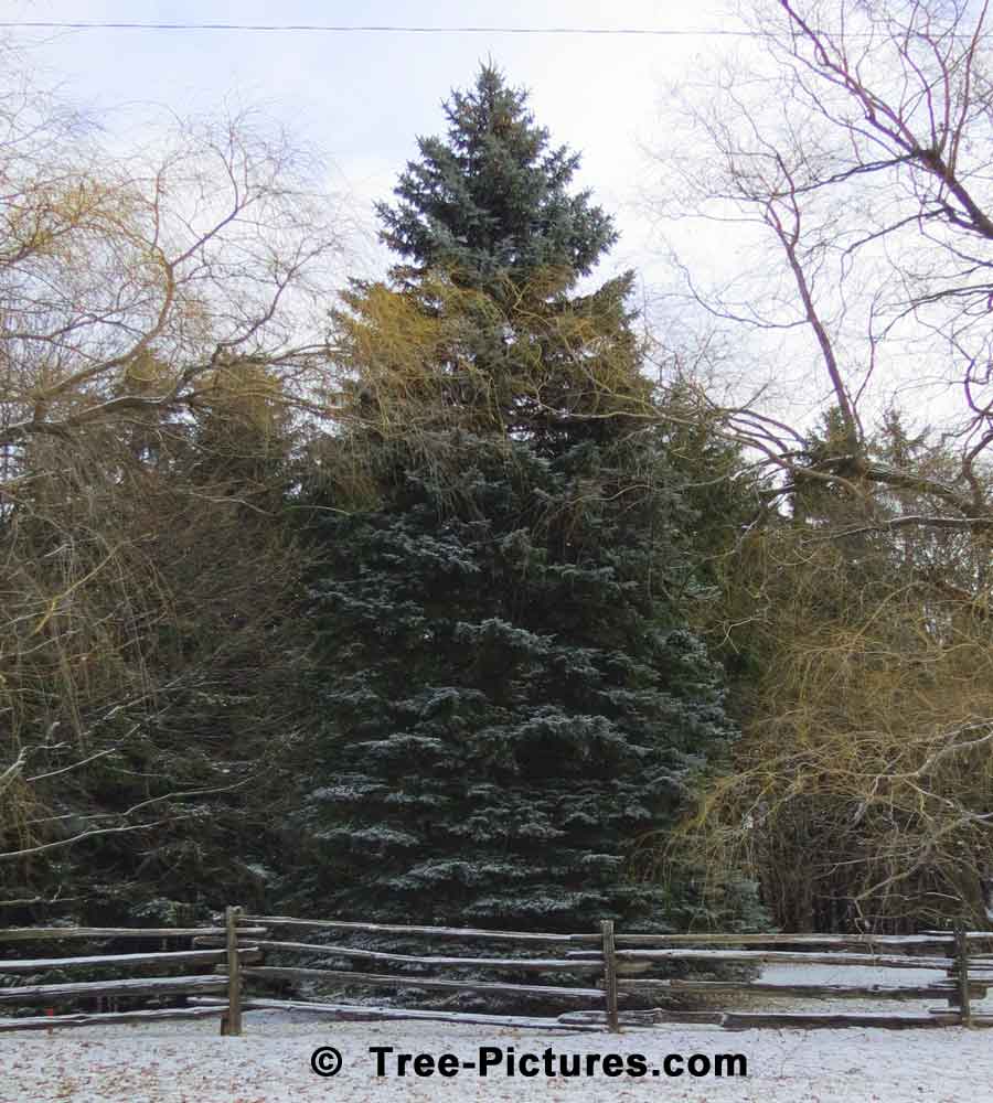Huge Christmas Tree in Natural Setting with Light Dusting of Snow | Xmas Trees at Tree-Pictures.com
