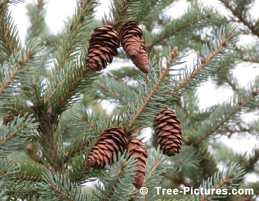 Cones Decorating a Spruce Christmas Tree
         | Christmas Trees at Tree-Pictures.com