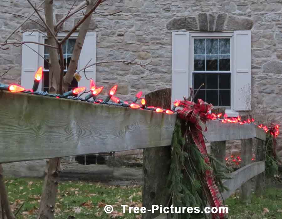 Decorated for the Holidays, Red Christmas LED Lights | Christmas Trees at Tree-Pictures.com