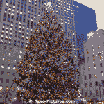 Xmas in Times Square New York, NY | Christmas Trees @ Tree-Pictures.com