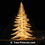 Stunning Night Image of Xmas Tree Decorated with Yellow Lights | Christmas Trees at Tree-Pictures.com