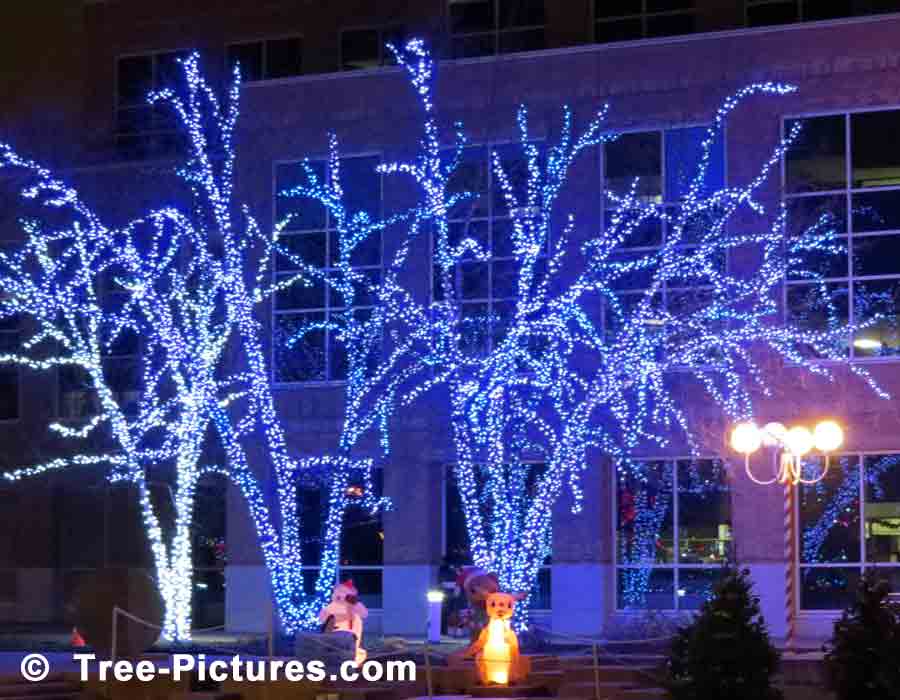 Christmas Picture: Trees Decorated With Blue LED Lights For Christmas | Christmas Trees at Tree-Pictures.com