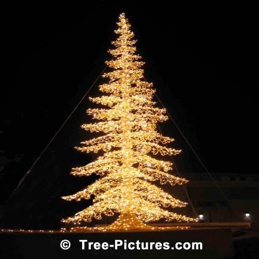 Christmas Tree Pictures, Stunning Night Image of Xmas Tree Decorated in Yellow Lights | Xmas Trees at Tree-Pictures.com