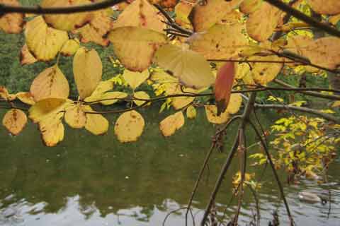Tree Leaves over Turtle Pond