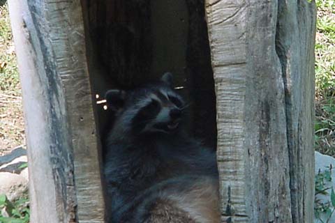 Fat Racoon Tree Picture