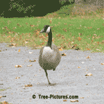 Canadian Goose Standing On One Leg | Forest+Bird+Canadian Goose @ Tree-Pictures.com