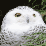 Snowy Owl | Forest+Bird+Snowy Owl @ Tree-Pictures.com