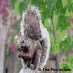 Black Walnut Tree Eater Image | Walnut Photos @ Tree-Pictures.com