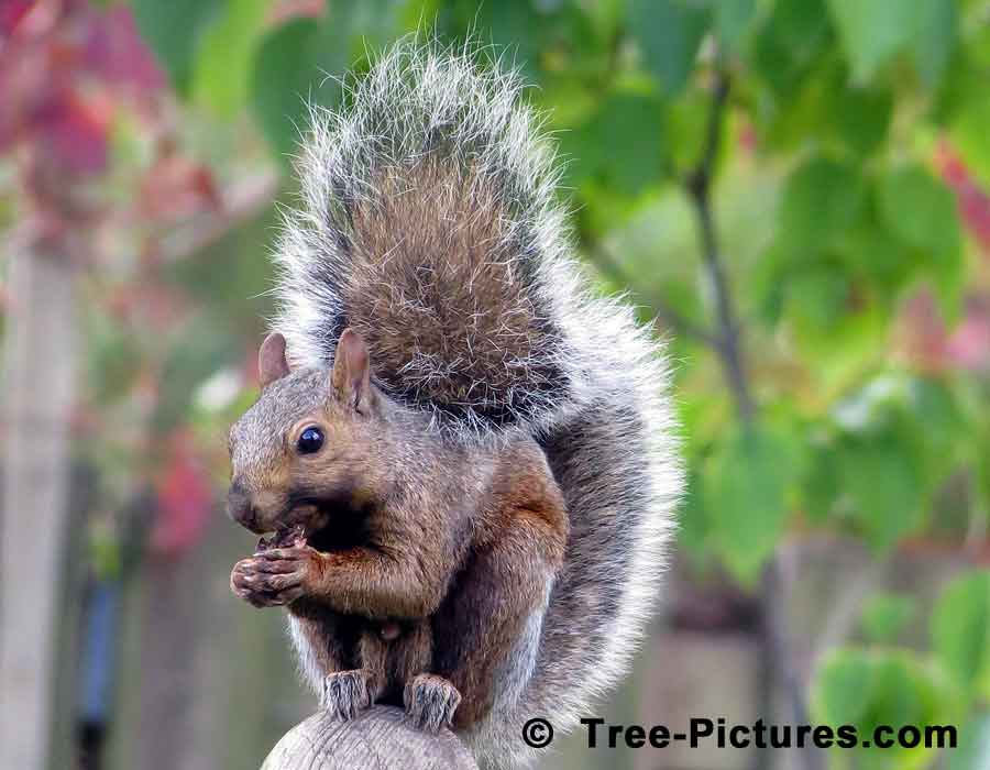 Black Walnut Eating Machine, Brown Squirrel Photo | Trees:Walnut:Black at Tree-Pictures.com
