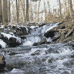 Forest Stream Picture