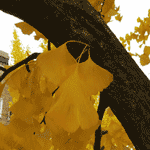 Ginkgo Leaf: Yellow Autumn Ginkgo Biloba Tree Leaves | Ginko Trees @ Tree-Pictures.com