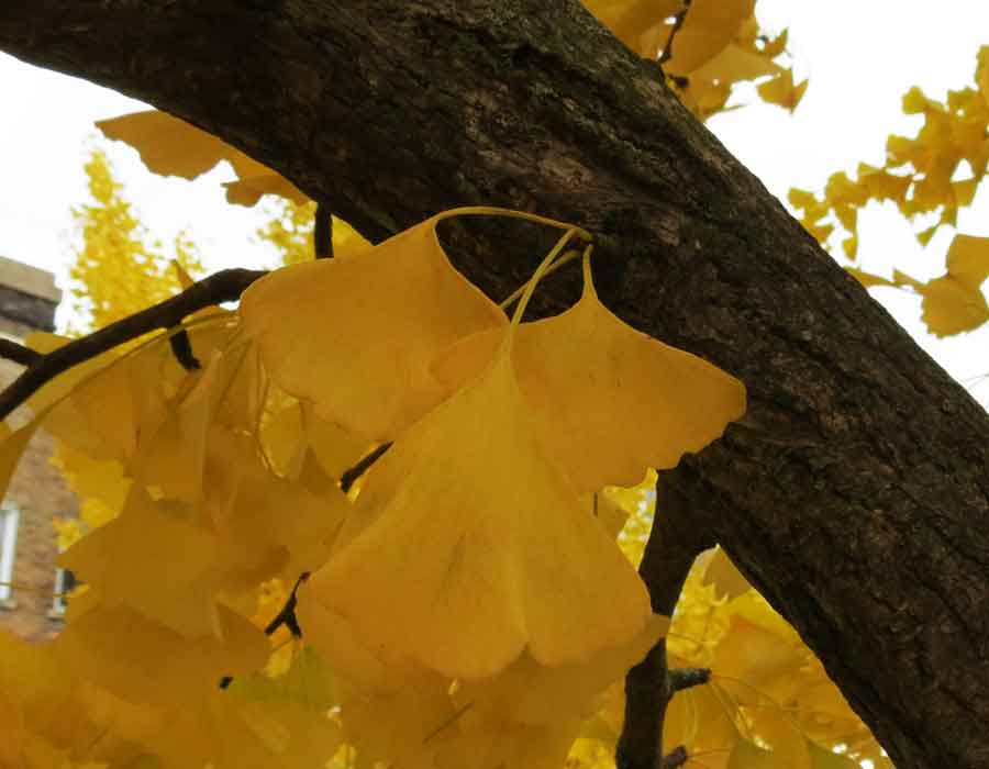 Ginkgo Leaf: Yellow Autumn Ginkgo Biloba Tree Leaves | Ginko Trees at Tree-Pictures.com