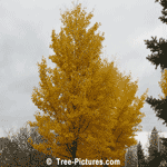 Ginkgo: Autumn Yellow Ginkgo Biloba Tree | Ginkgo Trees @ Tree-Pictures.com