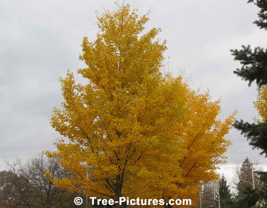 Ginkgo: Autumn Yellow Ginkgo Biloba Tree | Ginko Trees at Tree-Pictures.com