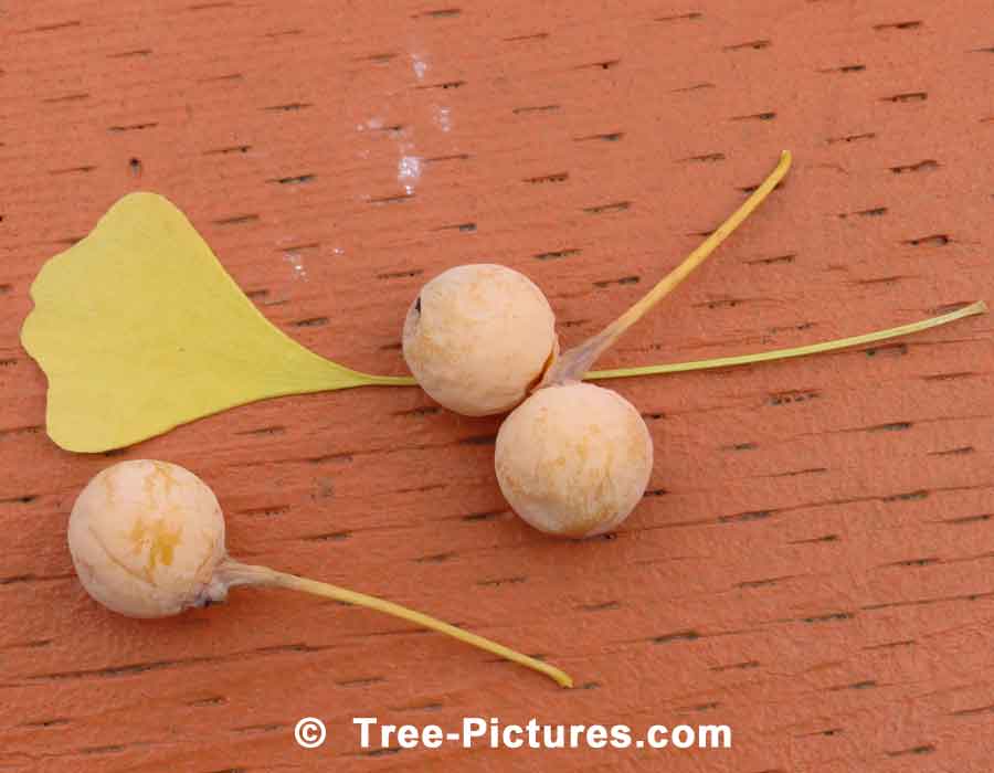 Ginkgo: Fruit of the Ginkgo Biloba Tree | Ginko Trees at Tree-Pictures.com